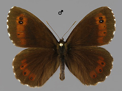 E. ligea